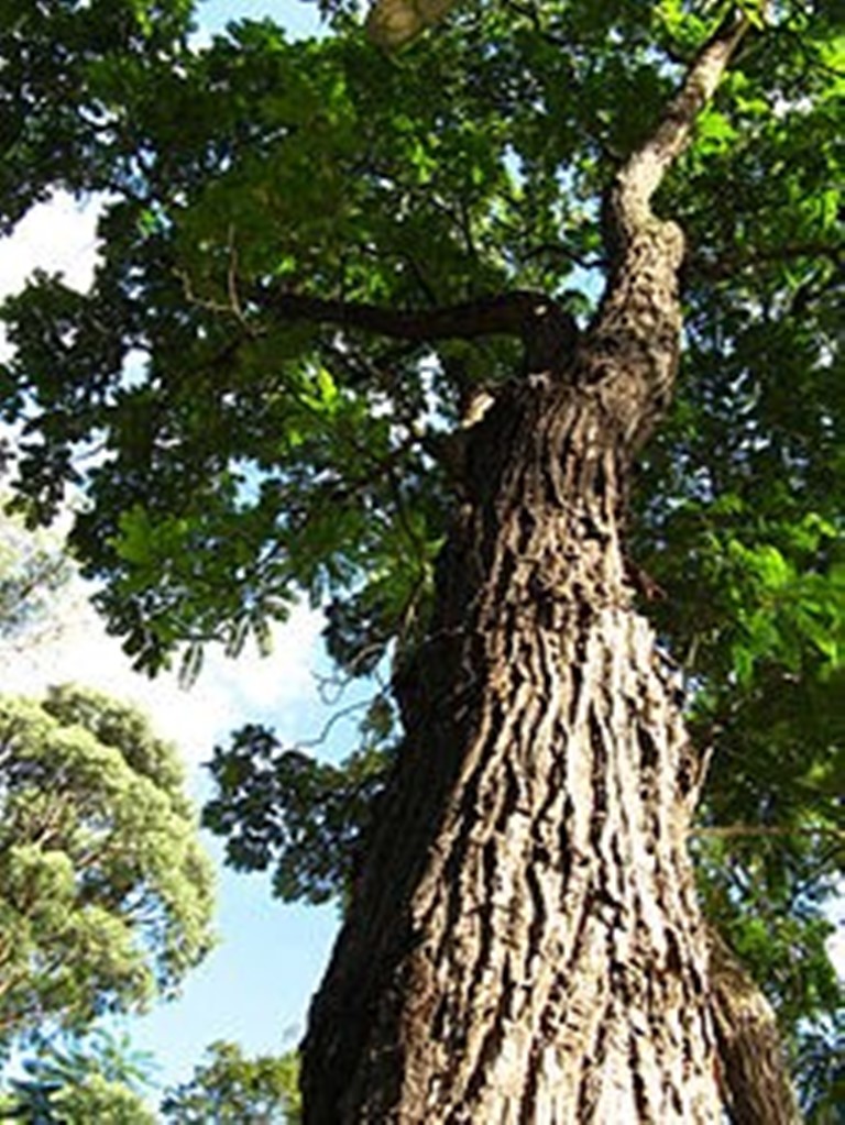 CEDRELA FISSILIS